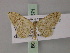  (Scopula adenensis - BC ZSM Lep 60571)  @13 [ ] CreativeCommons - Attribution Non-Commercial Share-Alike (2011) Axel Hausmann/Bavarian State Collection of Zoology (ZSM) SNSB, Zoologische Staatssammlung Muenchen