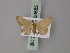  ( - BC ZSM Lep 60585)  @11 [ ] CreativeCommons - Attribution Non-Commercial Share-Alike (2011) Axel Hausmann/Bavarian State Collection of Zoology (ZSM) SNSB, Zoologische Staatssammlung Muenchen