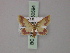  (Idaea nielseni - BC ZSM Lep 60594)  @13 [ ] CreativeCommons - Attribution Non-Commercial Share-Alike (2011) Axel Hausmann/Bavarian State Collection of Zoology (ZSM) SNSB, Zoologische Staatssammlung Muenchen