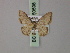  ( - BC ZSM Lep 60598)  @11 [ ] CreativeCommons - Attribution Non-Commercial Share-Alike (2011) Axel Hausmann/Bavarian State Collection of Zoology (ZSM) SNSB, Zoologische Staatssammlung Muenchen