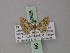  (Idaea crassisquama - BC ZSM Lep 60605)  @12 [ ] CreativeCommons - Attribution Non-Commercial Share-Alike (2011) Axel Hausmann/Bavarian State Collection of Zoology (ZSM) SNSB, Zoologische Staatssammlung Muenchen
