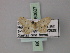  (Idaea trissosemia - BC ZSM Lep 60607)  @12 [ ] CreativeCommons - Attribution Non-Commercial Share-Alike (2011) Axel Hausmann/Bavarian State Collection of Zoology (ZSM) SNSB, Zoologische Staatssammlung Muenchen