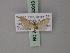  ( - BC ZSM Lep 60613)  @11 [ ] CreativeCommons - Attribution Non-Commercial Share-Alike (2011) Axel Hausmann/Bavarian State Collection of Zoology (ZSM) SNSB, Zoologische Staatssammlung Muenchen