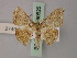  (Idaea elegantaria - BC ZSM Lep 60625)  @15 [ ] CreativeCommons - Attribution Non-Commercial Share-Alike (2011) Axel Hausmann/Bavarian State Collection of Zoology (ZSM) SNSB, Zoologische Staatssammlung Muenchen