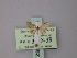  ( - BC ZSM Lep 60634)  @12 [ ] CreativeCommons - Attribution Non-Commercial Share-Alike (2011) Axel Hausmann/Bavarian State Collection of Zoology (ZSM) SNSB, Zoologische Staatssammlung Muenchen