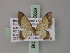  ( - BC ZSM Lep 60639)  @13 [ ] CreativeCommons - Attribution Non-Commercial Share-Alike (2011) Axel Hausmann/Bavarian State Collection of Zoology (ZSM) SNSB, Zoologische Staatssammlung Muenchen