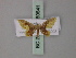  (Idaea helleria - BC ZSM Lep 60641)  @11 [ ] CreativeCommons - Attribution Non-Commercial Share-Alike (2011) Axel Hausmann/Bavarian State Collection of Zoology (ZSM) SNSB, Zoologische Staatssammlung Muenchen