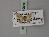  ( - BC ZSM Lep 60643)  @11 [ ] CreativeCommons - Attribution Non-Commercial Share-Alike (2011) Axel Hausmann/Bavarian State Collection of Zoology (ZSM) SNSB, Zoologische Staatssammlung Muenchen