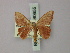  ( - BC ZSM Lep 60655)  @11 [ ] CreativeCommons - Attribution Non-Commercial Share-Alike (2011) Axel Hausmann/Bavarian State Collection of Zoology (ZSM) SNSB, Zoologische Staatssammlung Muenchen