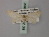  ( - BC ZSM Lep 60657)  @13 [ ] CreativeCommons - Attribution Non-Commercial Share-Alike (2011) Axel Hausmann/Bavarian State Collection of Zoology (ZSM) SNSB, Zoologische Staatssammlung Muenchen