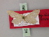  ( - BC ZSM Lep 60660)  @11 [ ] CreativeCommons - Attribution Non-Commercial Share-Alike (2011) Axel Hausmann/Bavarian State Collection of Zoology (ZSM) SNSB, Zoologische Staatssammlung Muenchen