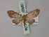  (Euacidalia oroandes - BC ZSM Lep 60661)  @13 [ ] CreativeCommons - Attribution Non-Commercial Share-Alike (2011) Axel Hausmann/Bavarian State Collection of Zoology (ZSM) SNSB, Zoologische Staatssammlung Muenchen