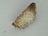 ( - BC ZSM Lep 60951)  @12 [ ] CreativeCommons - Attribution Non-Commercial Share-Alike (2011) Axel Hausmann/Bavarian State Collection of Zoology (ZSM) SNSB, Zoologische Staatssammlung Muenchen