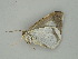  (Opisthoxia descimoni - BC ZSM Lep 60956)  @12 [ ] CreativeCommons - Attribution Non-Commercial Share-Alike (2011) Axel Hausmann/Bavarian State Collection of Zoology (ZSM) SNSB, Zoologische Staatssammlung Muenchen