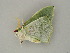  ( - BC ZSM Lep 60959)  @12 [ ] CreativeCommons - Attribution Non-Commercial Share-Alike (2011) Axel Hausmann/Bavarian State Collection of Zoology (ZSM) SNSB, Zoologische Staatssammlung Muenchen