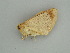  ( - BC ZSM Lep 60960)  @13 [ ] CreativeCommons - Attribution Non-Commercial Share-Alike (2011) Axel Hausmann/Bavarian State Collection of Zoology (ZSM) SNSB, Zoologische Staatssammlung Muenchen