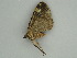  ( - BC ZSM Lep 60964)  @11 [ ] CreativeCommons - Attribution Non-Commercial Share-Alike (2011) Axel Hausmann/Bavarian State Collection of Zoology (ZSM) SNSB, Zoologische Staatssammlung Muenchen