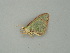  ( - BC ZSM Lep 60979)  @12 [ ] CreativeCommons - Attribution Non-Commercial Share-Alike (2011) Axel Hausmann/Bavarian State Collection of Zoology (ZSM) SNSB, Zoologische Staatssammlung Muenchen