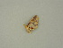  ( - BC ZSM Lep 60994)  @12 [ ] CreativeCommons - Attribution Non-Commercial Share-Alike (2011) Axel Hausmann/Bavarian State Collection of Zoology (ZSM) SNSB, Zoologische Staatssammlung Muenchen