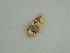  (Eois AH17Pe - BC ZSM Lep 61001)  @12 [ ] CreativeCommons - Attribution Non-Commercial Share-Alike (2011) Axel Hausmann/Bavarian State Collection of Zoology (ZSM) SNSB, Zoologische Staatssammlung Muenchen