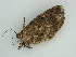  ( - BC ZSM Lep 61009)  @13 [ ] CreativeCommons - Attribution Non-Commercial Share-Alike (2011) Axel Hausmann/Bavarian State Collection of Zoology (ZSM) SNSB, Zoologische Staatssammlung Muenchen