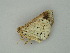  ( - BC ZSM Lep 61013)  @12 [ ] CreativeCommons - Attribution Non-Commercial Share-Alike (2011) Axel Hausmann/Bavarian State Collection of Zoology (ZSM) SNSB, Zoologische Staatssammlung Muenchen