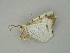  (Opisthoxia metargyriaGM02 - BC ZSM Lep 61031)  @13 [ ] CreativeCommons - Attribution Non-Commercial Share-Alike (2011) Axel Hausmann/Bavarian State Collection of Zoology (ZSM) SNSB, Zoologische Staatssammlung Muenchen