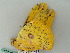  ( - BC ZSM Lep 44228)  @12 [ ] CreativeCommons - Attribution Non-Commercial Share-Alike (2011) Axel Hausmann/Bavarian State Collection of Zoology (ZSM) SNSB, Zoologische Staatssammlung Muenchen