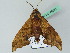 (Smerinthulus perversa flavomaculatus - BC ZSM Lep 44253)  @12 [ ] CreativeCommons - Attribution Non-Commercial Share-Alike (2011) Axel Hausmann/Bavarian State Collection of Zoology (ZSM) SNSB, Zoologische Staatssammlung Muenchen