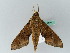  ( - BC ZSM Lep 44279)  @12 [ ] CreativeCommons - Attribution Non-Commercial Share-Alike (2011) Axel Hausmann/Bavarian State Collection of Zoology (ZSM) SNSB, Zoologische Staatssammlung Muenchen