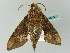  ( - BC ZSM Lep 44282)  @12 [ ] CreativeCommons - Attribution Non-Commercial Share-Alike (2011) Axel Hausmann/Bavarian State Collection of Zoology (ZSM) SNSB, Zoologische Staatssammlung Muenchen