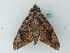  ( - BC ZSM Lep 44290)  @12 [ ] CreativeCommons - Attribution Non-Commercial Share-Alike (2011) Axel Hausmann/Bavarian State Collection of Zoology (ZSM) SNSB, Zoologische Staatssammlung Muenchen