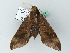  ( - BC ZSM Lep 44292)  @13 [ ] CreativeCommons - Attribution Non-Commercial Share-Alike (2011) Axel Hausmann/Bavarian State Collection of Zoology (ZSM) SNSB, Zoologische Staatssammlung Muenchen
