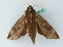  ( - BC ZSM Lep 44293)  @14 [ ] CreativeCommons - Attribution Non-Commercial Share-Alike (2011) Axel Hausmann/Bavarian State Collection of Zoology (ZSM) SNSB, Zoologische Staatssammlung Muenchen