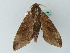  ( - BC ZSM Lep 44294)  @12 [ ] CreativeCommons - Attribution Non-Commercial Share-Alike (2011) Axel Hausmann/Bavarian State Collection of Zoology (ZSM) SNSB, Zoologische Staatssammlung Muenchen