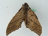  ( - BC ZSM Lep 44296)  @12 [ ] CreativeCommons - Attribution Non-Commercial Share-Alike (2011) Axel Hausmann/Bavarian State Collection of Zoology (ZSM) SNSB, Zoologische Staatssammlung Muenchen