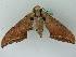  ( - BC ZSM Lep 44303)  @12 [ ] CreativeCommons - Attribution Non-Commercial Share-Alike (2011) Axel Hausmann/Bavarian State Collection of Zoology (ZSM) SNSB, Zoologische Staatssammlung Muenchen