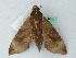  ( - BC ZSM Lep 44315)  @12 [ ] CreativeCommons - Attribution Non-Commercial Share-Alike (2011) Axel Hausmann/Bavarian State Collection of Zoology (ZSM) SNSB, Zoologische Staatssammlung Muenchen