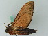  ( - BC ZSM Lep 44319)  @12 [ ] CreativeCommons - Attribution Non-Commercial Share-Alike (2011) Axel Hausmann/Bavarian State Collection of Zoology (ZSM) SNSB, Zoologische Staatssammlung Muenchen