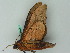  ( - BC ZSM Lep 44321)  @12 [ ] CreativeCommons - Attribution Non-Commercial Share-Alike (2011) Axel Hausmann/Bavarian State Collection of Zoology (ZSM) SNSB, Zoologische Staatssammlung Muenchen