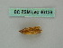  ( - BC ZSM Lep 46139)  @11 [ ] CreativeCommons - Attribution Non-Commercial Share-Alike (2011) Axel Hausmann/Bavarian State Collection of Zoology (ZSM) SNSB, Zoologische Staatssammlung Muenchen