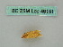  ( - BC ZSM Lep 46151)  @11 [ ] CreativeCommons - Attribution Non-Commercial Share-Alike (2011) Axel Hausmann/Bavarian State Collection of Zoology (ZSM) SNSB, Zoologische Staatssammlung Muenchen