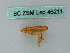  ( - BC ZSM Lep 46211)  @12 [ ] CreativeCommons - Attribution Non-Commercial Share-Alike (2011) Axel Hausmann/Bavarian State Collection of Zoology (ZSM) SNSB, Zoologische Staatssammlung Muenchen