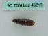  ( - BC ZSM Lep 46219)  @11 [ ] CreativeCommons - Attribution Non-Commercial Share-Alike (2011) Axel Hausmann/Bavarian State Collection of Zoology (ZSM) SNSB, Zoologische Staatssammlung Muenchen