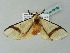  (Epanaphe clarilla - BC ZSM Lep 49805)  @13 [ ] CreativeCommons - Attribution Non-Commercial Share-Alike (2011) Axel Hausmann/Bavarian State Collection of Zoology (ZSM) SNSB, Zoologische Staatssammlung Muenchen