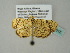  ( - BC ZSM Lep 49815)  @12 [ ] CreativeCommons - Attribution Non-Commercial Share-Alike (2011) Axel Hausmann/Bavarian State Collection of Zoology (ZSM) SNSB, Zoologische Staatssammlung Muenchen