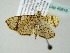  ( - BC ZSM Lep 49816)  @12 [ ] CreativeCommons - Attribution Non-Commercial Share-Alike (2011) Axel Hausmann/Bavarian State Collection of Zoology (ZSM) SNSB, Zoologische Staatssammlung Muenchen