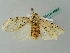  ( - BC ZSM Lep 49992)  @14 [ ] CreativeCommons - Attribution Non-Commercial Share-Alike (2011) Axel Hausmann/Bavarian State Collection of Zoology (ZSM) SNSB, Zoologische Staatssammlung Muenchen