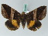  (Bastilla fulvotaenia - BC ZSM Lep 53444)  @14 [ ] CreativeCommons - Attribution Non-Commercial Share-Alike (2011) Axel Hausmann/Bavarian State Collection of Zoology (ZSM) SNSB, Zoologische Staatssammlung Muenchen