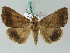  ( - BC ZSM Lep 53448)  @14 [ ] CreativeCommons - Attribution Non-Commercial Share-Alike (2011) Axel Hausmann/Bavarian State Collection of Zoology (ZSM) SNSB, Zoologische Staatssammlung Muenchen